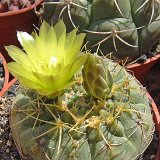 Gymnocalycium hyptiacanthum uruguayense Schlosser 103, Treinta y Tres, Uruguay ©JLcoll.2025.jpg